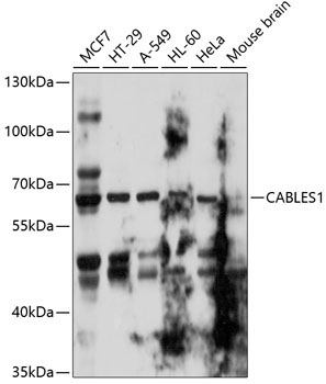 CABLES1 Rabbit Polyclonal Antibody