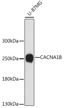 CACNA1B Rabbit Polyclonal Antibody