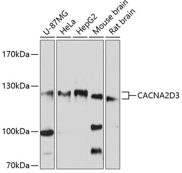 CACNA2D3 Rabbit Polyclonal Antibody