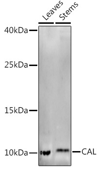 CAL Rabbit Polyclonal Antibody