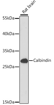 Calbindin Rabbit Polyclonal Antibody