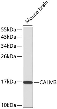 CALM3 Rabbit Polyclonal Antibody