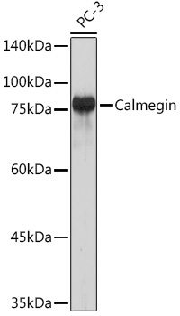 Calmegin Rabbit Monoclonal Antibody - Image 2