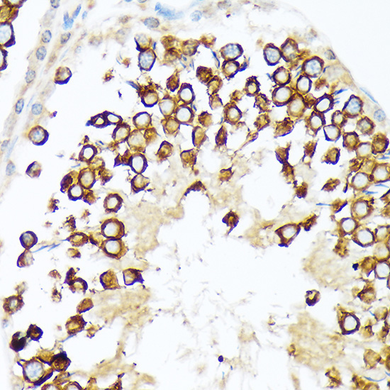 Calmegin Rabbit Monoclonal Antibody - Image 4