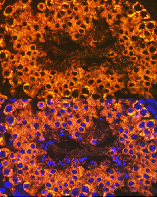 Calmegin Rabbit Monoclonal Antibody - Image 6