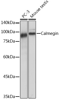 Calmegin Rabbit Monoclonal Antibody