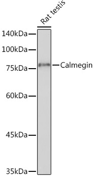 Calmegin Rabbit Monoclonal Antibody - Image 2