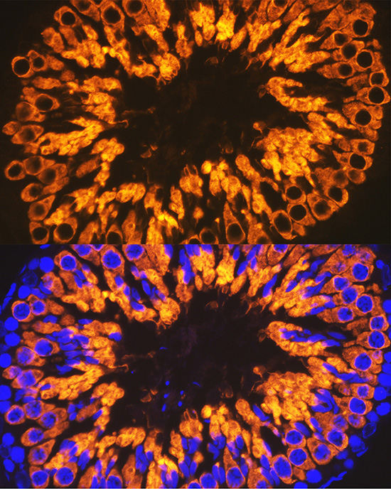 Calmegin Rabbit Monoclonal Antibody - Image 3