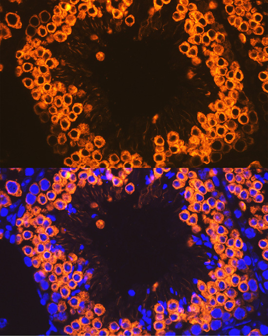 Calmegin Rabbit Monoclonal Antibody - Image 4