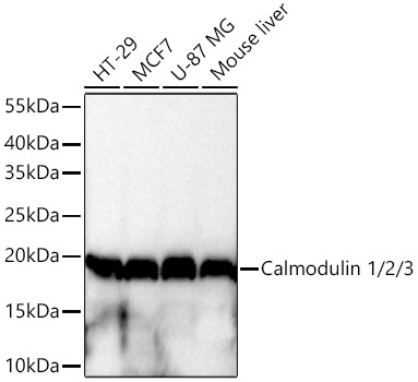 Calmodulin 1/2/3 Rabbit Monoclonal Antibody