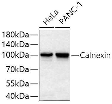 Calnexin Rabbit Polyclonal Antibody