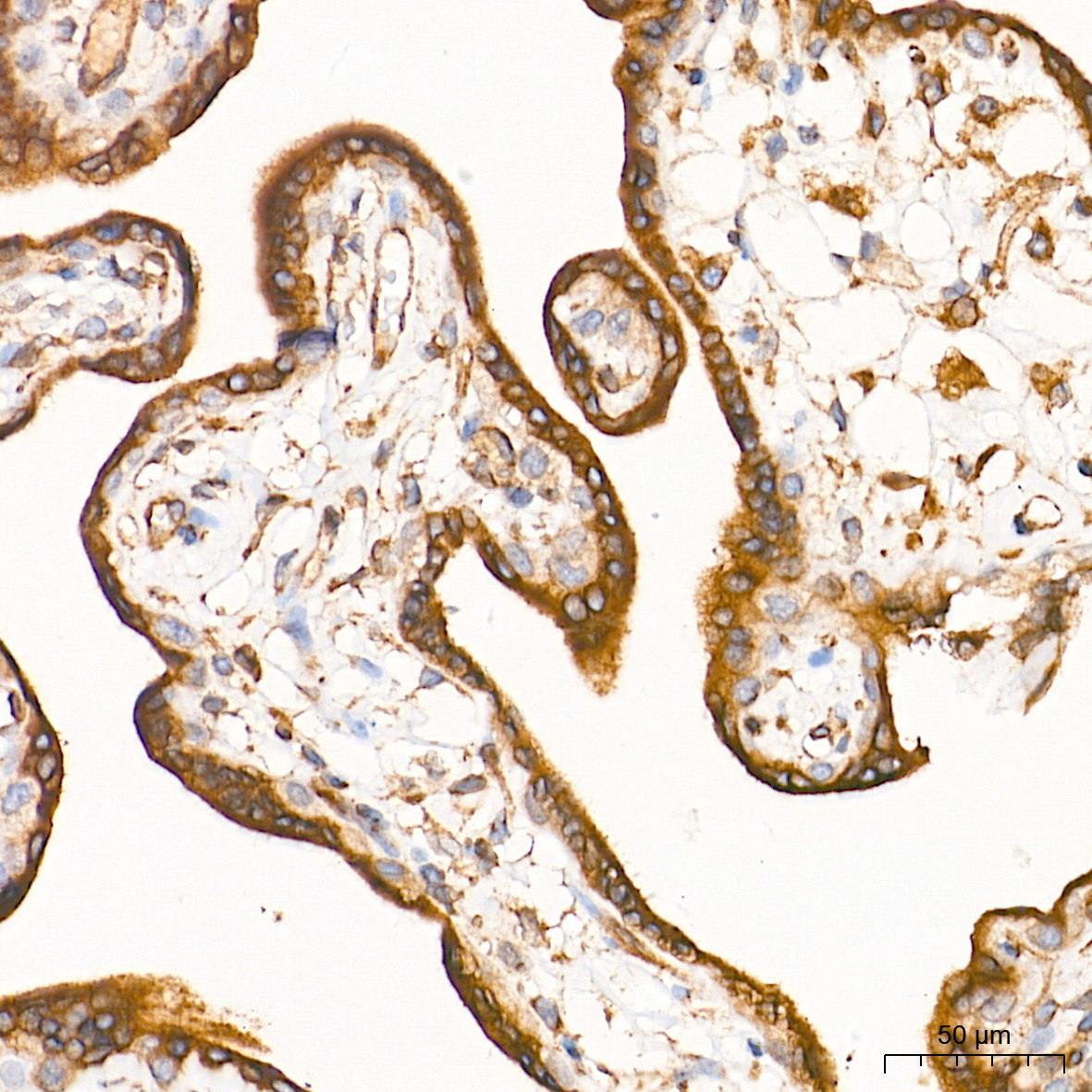 Calnexin Rabbit Polyclonal Antibody - Image 3