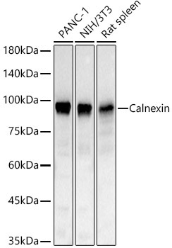 Calnexin Rabbit Polyclonal Antibody