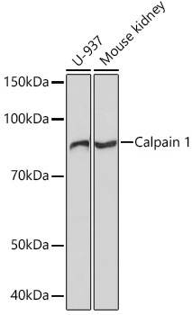Calpain 1 Rabbit Monoclonal Antibody