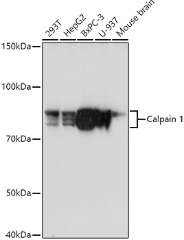 Calpain 1 Rabbit Polyclonal Antibody
