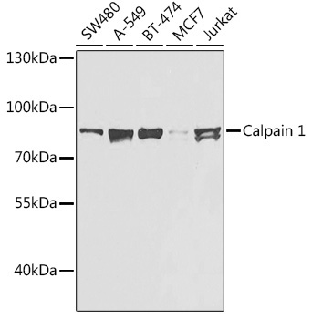 Calpain 1 Rabbit Polyclonal Antibody