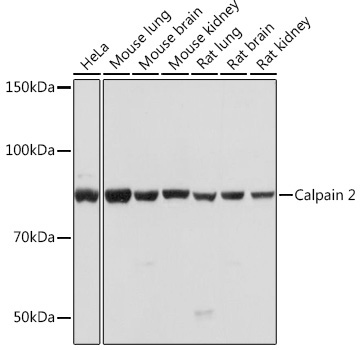 Calpain 2 Rabbit Monoclonal Antibody