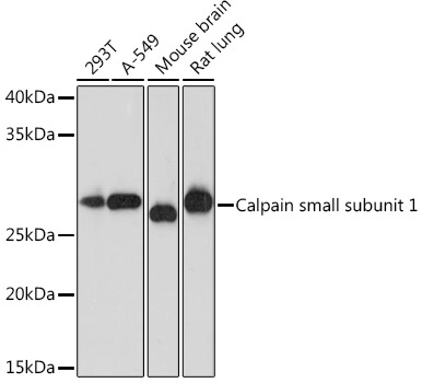 Calpain small subunit 1 Rabbit Monoclonal Antibody