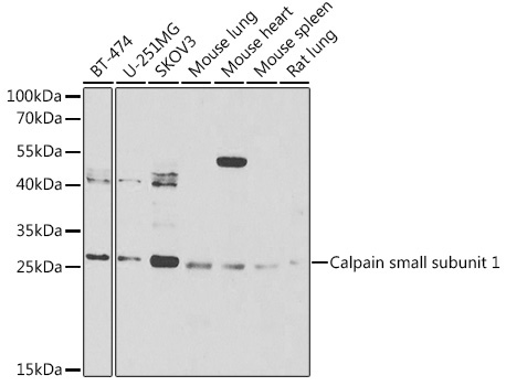 Calpain small subunit 1 Rabbit Polyclonal Antibody