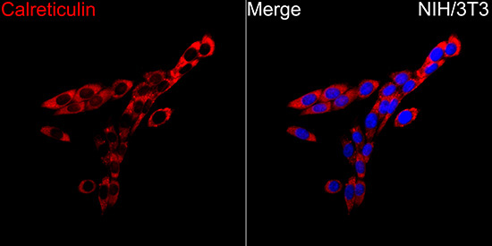 Calreticulin Rabbit Polyclonal Antibody - Image 5
