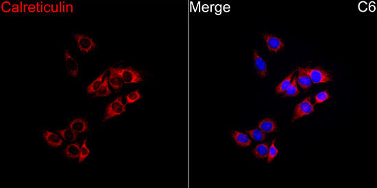Calreticulin Rabbit Polyclonal Antibody - Image 6