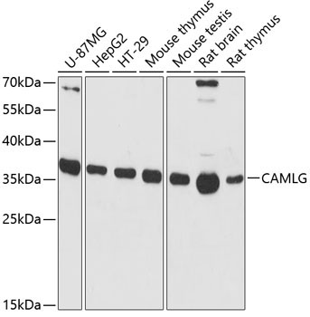 CAMLG Rabbit Polyclonal Antibody