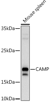 CAMP Rabbit Polyclonal Antibody