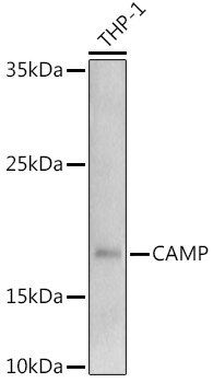 CAMP Rabbit Polyclonal Antibody - Image 2