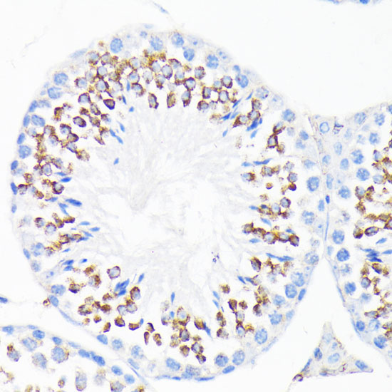 CAMP Rabbit Polyclonal Antibody - Image 3