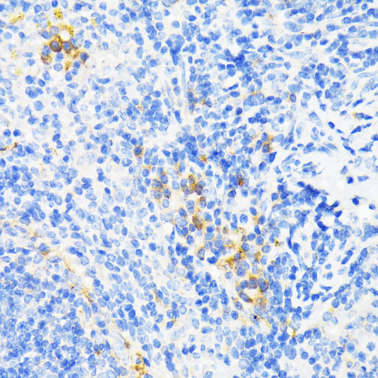CAMP Rabbit Polyclonal Antibody - Image 5