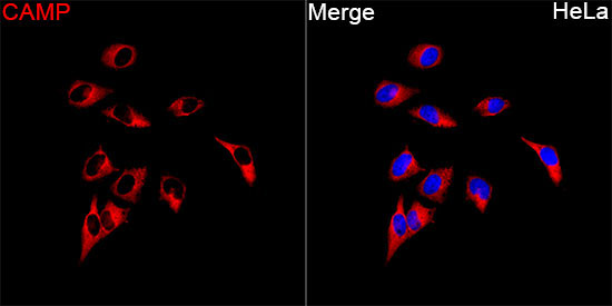 CAMP Rabbit Polyclonal Antibody - Image 7