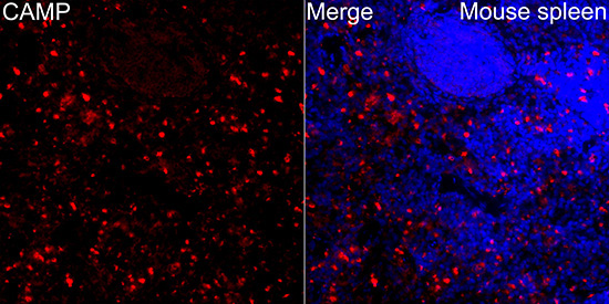CAMP Rabbit Polyclonal Antibody - Image 8