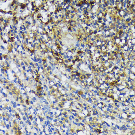 CAMP Rabbit Polyclonal Antibody - Image 2