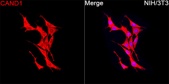 CAND1 Rabbit Polyclonal Antibody - Image 6