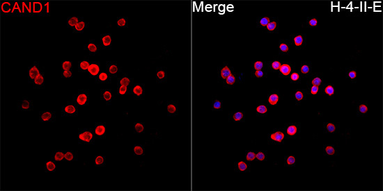 CAND1 Rabbit Polyclonal Antibody - Image 7