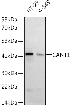 CANT1 Rabbit Polyclonal Antibody
