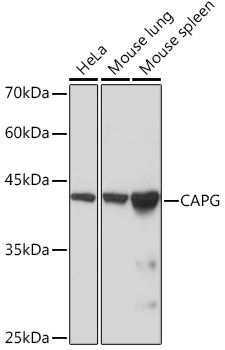 CAPG Rabbit Monoclonal Antibody