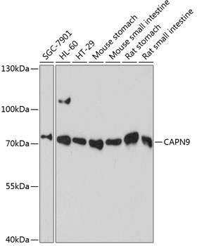 CAPN9 Rabbit Polyclonal Antibody