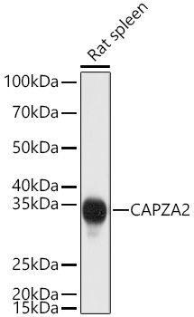 CAPZA2 Rabbit Polyclonal Antibody - Image 2
