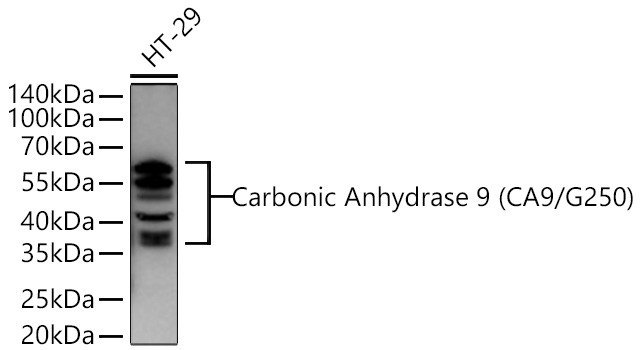 Carbonic Anhydrase 9 (CA9/G250) Rabbit Monoclonal Antibody