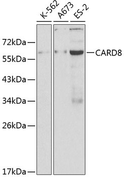 CARD8 Rabbit Polyclonal Antibody