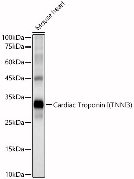 Cardiac Troponin I (TNNI3) Rabbit Polyclonal Antibody