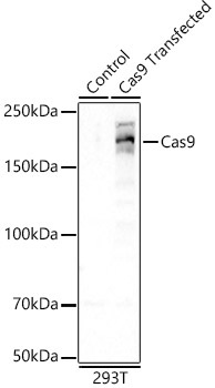 Cas9 Rabbit Monoclonal Antibody