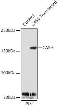 CAS9 Rabbit Polyclonal Antibody