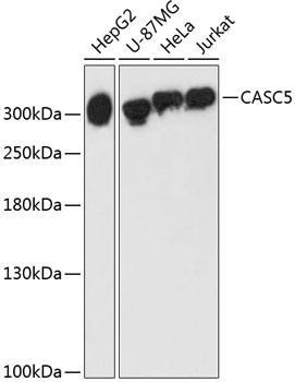 CASC5 Rabbit Polyclonal Antibody