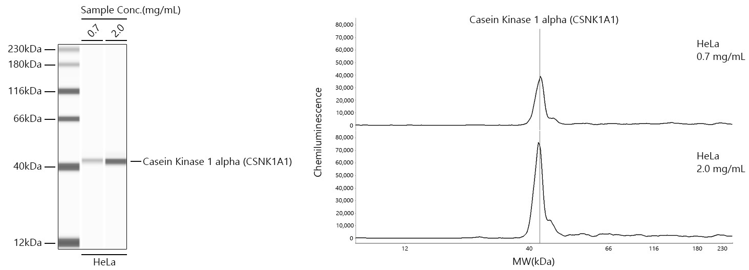 Casein Kinase 1 alpha (CSNK1A1) Rabbit Monoclonal Antibody