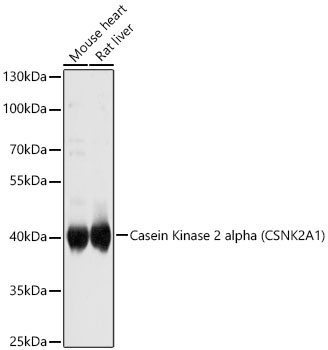 Casein Kinase 2 alpha (CSNK2A1) Rabbit Polyclonal Antibody - Image 2