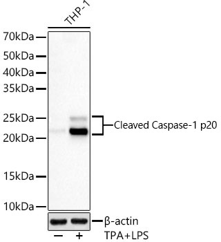 Caspase-1 Rabbit Monoclonal Antibody