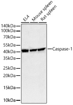 Caspase-1 Rabbit Polyclonal Antibody