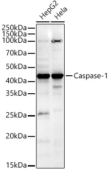 Caspase-1 Rabbit Polyclonal Antibody